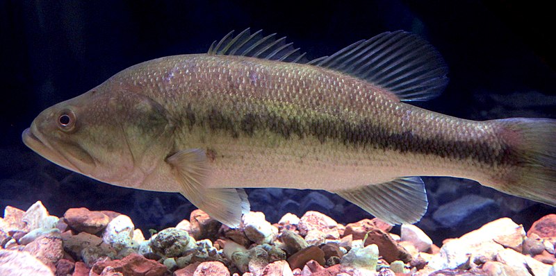 File:Gfp-largemouth-bass.jpg