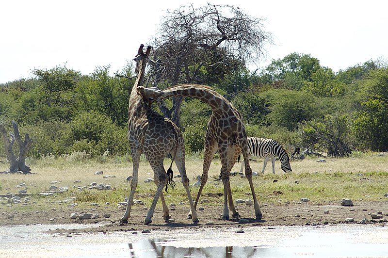 File:Giraffa camelopardalis angolensis, deux mâles.jpg