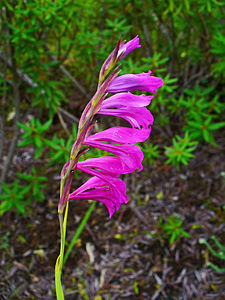 Gladiolus palustris Inflorescence