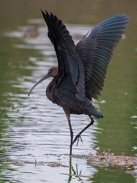 File:Glossy Ibis.jpg