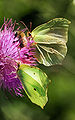 Gonepteryx rhamni (Brimstone)