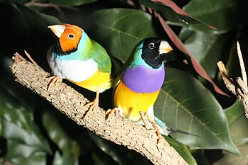 White-breasted Yellow-headed and Black-headed ...