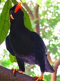 List of Indian state birds - Wikipedia
