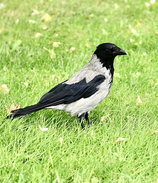 File:Gralha-cinzenta, Hooded Crow (49720750687).jpg