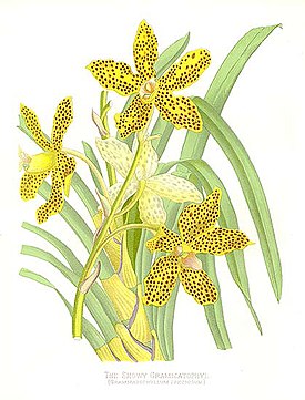 Grammatophyllum speciosum