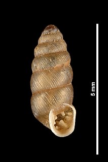 <i>Granopupa</i> Genus of gastropods