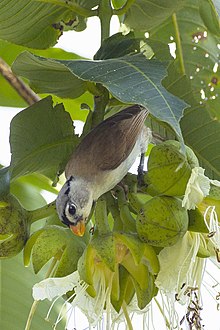 Gray-headed Parrotbill - Chiang Mai - Thailand S4E8606 (19363163690).jpg