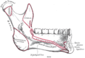 Mandibule. face interne. Vue latérale.