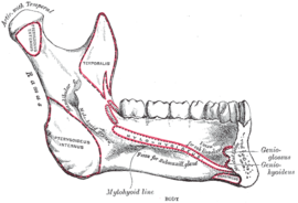 Mandíbula (artrópodos) - Wikipedia, la enciclopedia libre