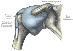 Shoulder - Wikipedia