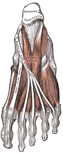 מבט תחתון על השכבה השנייה של שרירי כף רגל ימין