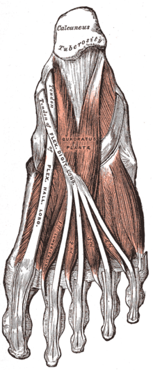 Thumbnail for Metatarsophalangeal joint sprain