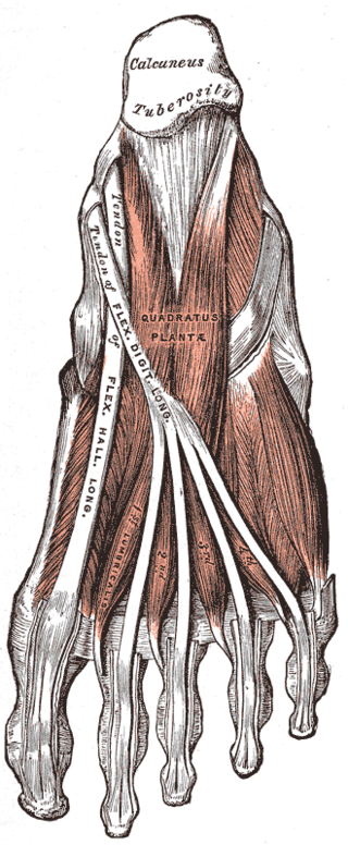 <span class="mw-page-title-main">Metatarsophalangeal joint sprain</span> Medical condition