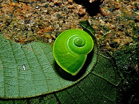 R. nasuta (Metcalfe, 1851), em seu habitat no Monte Kinabalu.