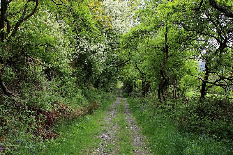 File:Green Tunnel North of Gilpin Farm - geograph.org.uk - 4968592.jpg