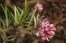 Grevillea humilis lucens.jpg