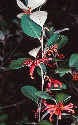 Grevillea oxyantha.jpg