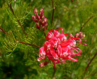 Grevillea fililoba