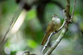 <span class="mw-page-title-main">Grey-eyed bulbul</span> Species of songbird