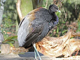 Der Grauflügel-Trompetervogel