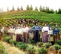 Greek women and children harvesting tea in Chakvi, Georgia, circa 1905–1915