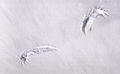 Grouse wing prints in snow