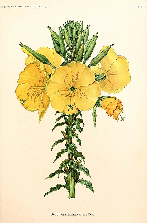 Oenothera lamarckiana is a permanent natural hybrid, studied intensively by the geneticist Hugo de Vries. Illustration by De Vries, 1913.