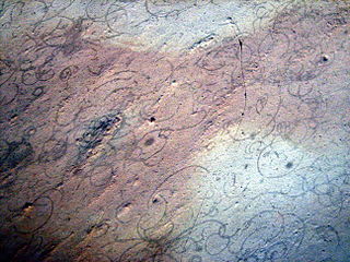 <i>Grypania</i> Early, tube-shaped fossil from the Proterozoic eon