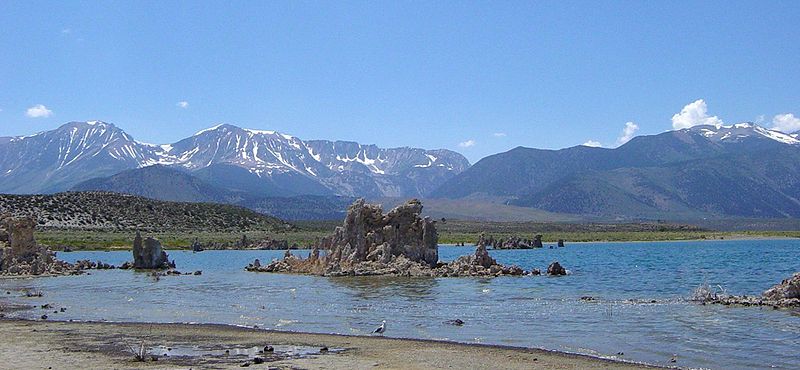 File:Gull feeding on flies with tufa and Sierra Nevada in background-2000px.jpeg