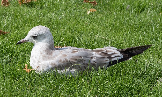 Mew gull, Stockholm