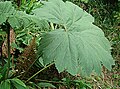 Gunnera tayrona (subgen. Panke)