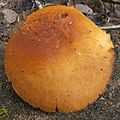 チャツムタケ属 チャツムタケ Gymnopilus picreus