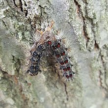Killed by a virus. Newton, Massachusetts, June 28, 2017. Gypsy moth caterpillar killed by virus.jpg