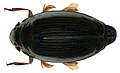 Közönséges keringőbogár (Gyrinus substriatus)