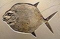 * Nomination Fish fossil in the Houston Museum of Natural Science, Texas, U.S. (by Daderot) --Another Believer 01:05, 13 October 2019 (UTC) * Promotion  Support Good quality. --Vengolis 01:30, 13 October 2019 (UTC)