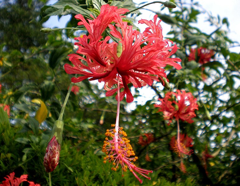 File:H. schizopetalus.JPG