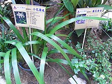 Nemocnice HK Sheung Wan Tung Wah Čínská rostlina Iris Speculatrix srpen 2012.JPG