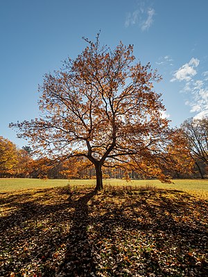 Oak tree on the grove meadow in Bamberg