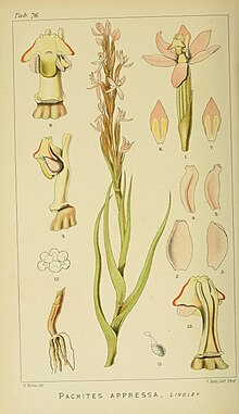 Harry Bolus - Orchids of South Africa - svazek I plate 076 (1896) .jpg