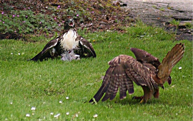 File:Hawk arguing over kill.jpg