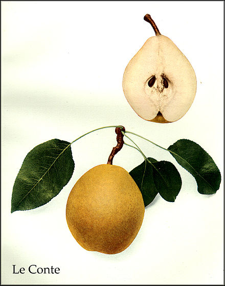 Le Conte pear, from The Pears of New York (1921) by Ulysses Prentiss Hedrick Hedrick (1921) - Le Conte.jpg