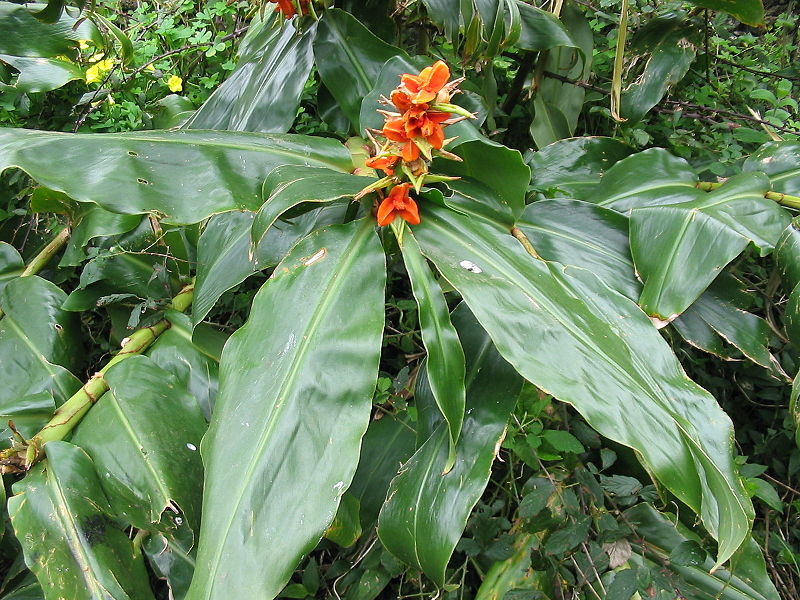 File:Hedychium gardnerianum (Fruits).jpg