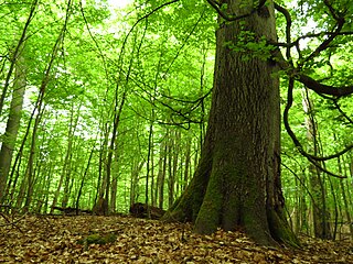 Heilige Hallen nature reserve in in Mecklenburg-Vorpommern, Germany