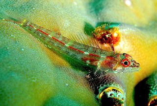 Red-finned triplefin Species of fish