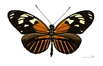 Thumbnail for Heliconius elevatus