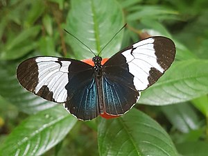 Heliconius sapho leuce 9700722.jpg