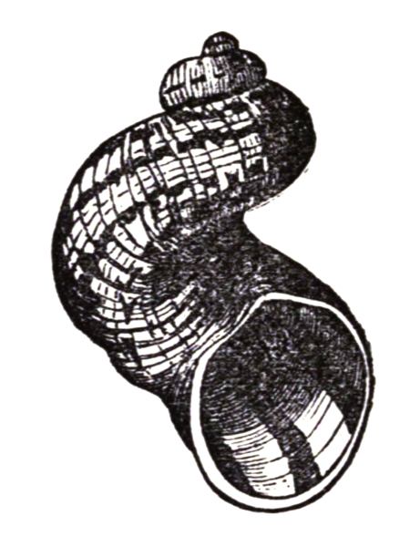 File:Helix aspersa scalarid.png