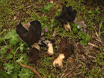 Helvella spadicea syn: Helvella monachella