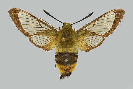 Hemaris aksana