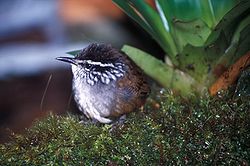 Harmaametsäpeukaloinen (Henicorhina leucophrys)